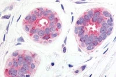 Immunohistochemistry-Paraffin: Wnt-6 Antibody [NBP3-14521] - Immunohistochemistry of formalin-fixed, paraffin-embedded human breast, epithelium cells, after heat-induced antigen retrieval.